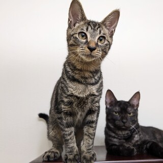 【11/19東日本橋】ベタ慣れ愛嬌たっぷり♡ティオ