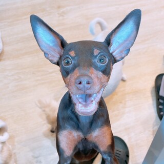 元気いっぱいミニピンちゃん