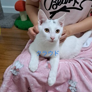 性格花丸◯誰にでもゴロスリ