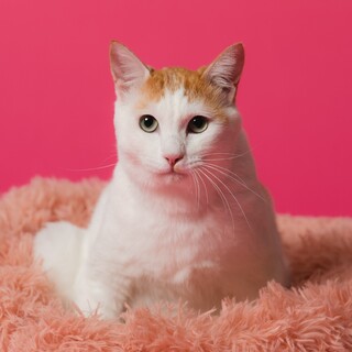 人馴れ抜群ムギくん