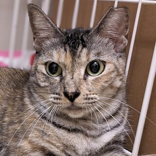 【11/19 東日本橋】麦わら美人♡リロちゃん