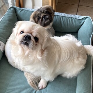 抱っこが好き、控えめな甘えん坊ニッキ