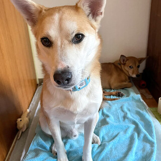 静かに甘える、穏やかで愛らしい男の子ルーモス