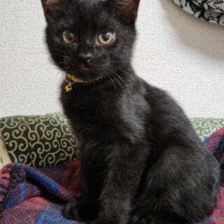 カギしっぽのブラックスモーク