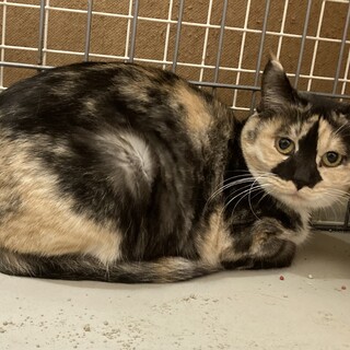 可愛い鼻に模様があるシマミケちゃん