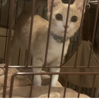 美しい猫ちゃん