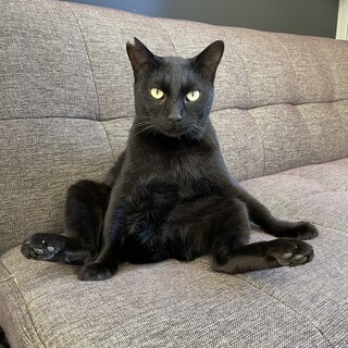 短め尻尾！やんちゃな黒猫男の子