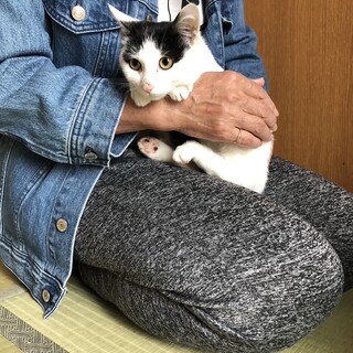 可愛いぶち猫の子猫4匹です