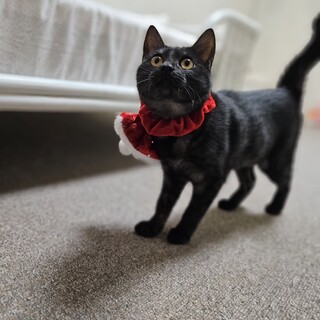 もちフワ☆抱っこで爪切り出来ます！