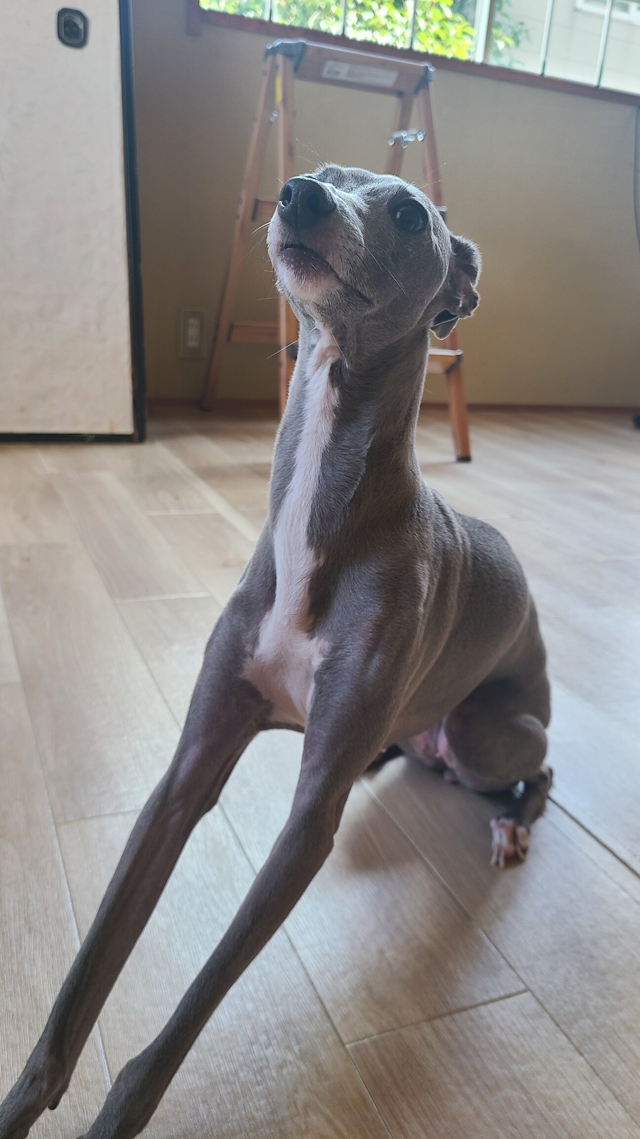 里親決定致しました！あり...」石川県 - 犬の里親募集(476631) 1枚目の 