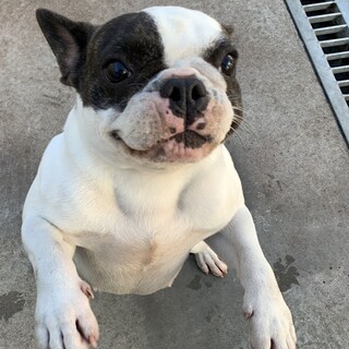 ジャンプが得意な　フレンチブルドッグパイドの女の子