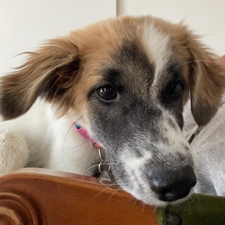 保護犬ナンバーＤ１６２６　ミックス子犬