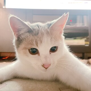 パステルカラーのかわいい三毛猫ちゃん