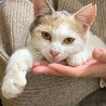 パステルカラーのかわいい三毛猫ちゃん サムネイル2