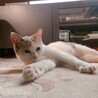 パステルカラーのかわいい三毛猫ちゃん サムネイル5