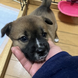 一旦募集停止性格はなまるあぐりちゃん