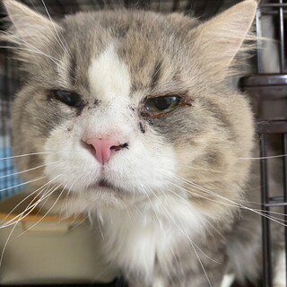 まぶたの形成手術を乗り越えたルーカス君！