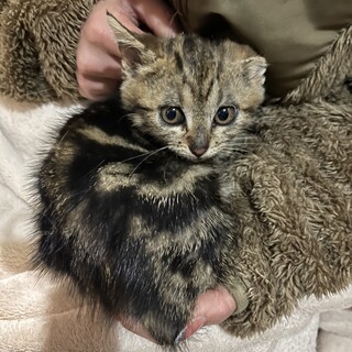 アメショMIX 女の子猫　生後1ヶ月　兄妹