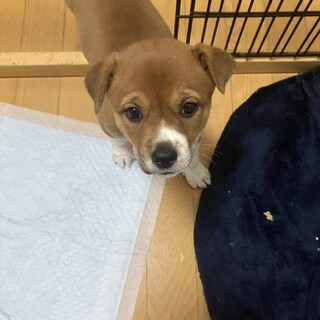 子犬らしい仕草がかわいいきららちゃん