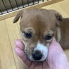 子犬らしい仕草がかわいいきららちゃん サムネイル2