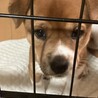 子犬らしい仕草がかわいいきららちゃん サムネイル4