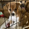 子犬らしい仕草がかわいいきららちゃん サムネイル3