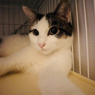 甘えん坊で懐っこい白キジちゃん1歳