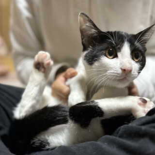 可愛い白黒ハチワレくん　4ヶ月