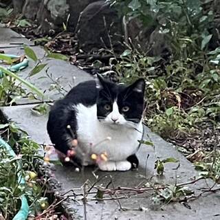 可愛いふわふわ白黒の生後3〜4ヶ月くらい