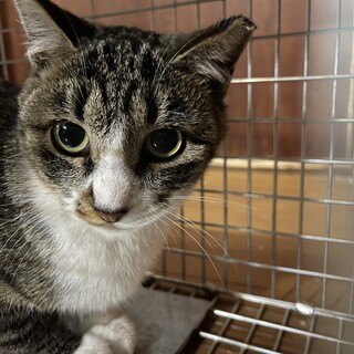 おとなしいキジ白ちゃん　1歳　避妊済み！