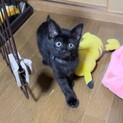 わんぱくな黒猫の女の子⟡.·