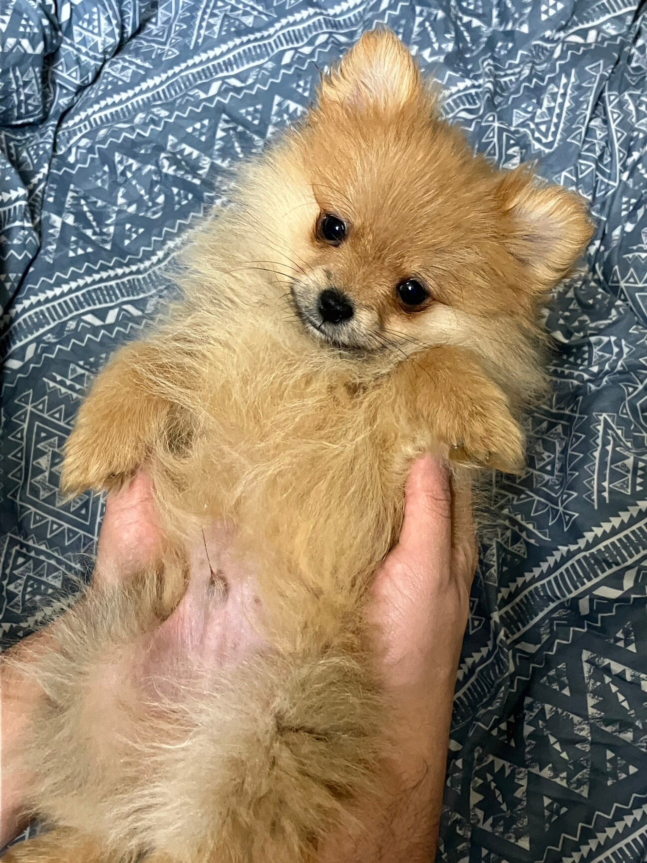 ポメラニアン♂ 3ヶ月」群馬県 - 犬の里親募集(476696) 1枚目の画像