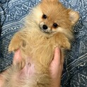 ポメラニアン♂　３ヶ月