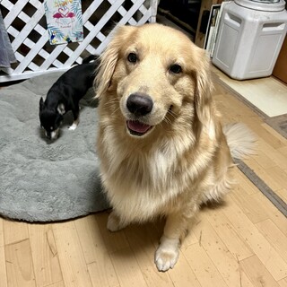 ゴールデン・メス・3才