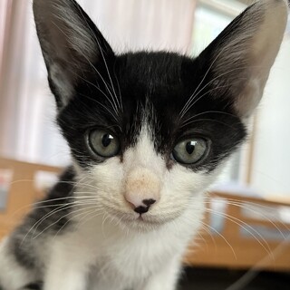 募集停止お膝乗りハチワレ白黒男子⭐️ねむ