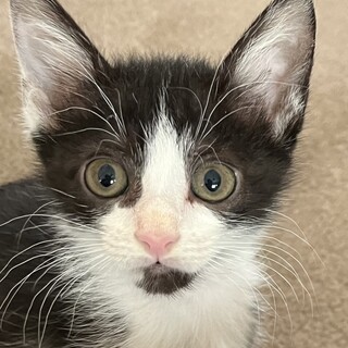 募集停止お膝乗りハチワレ白黒男子⭐️ダンディ