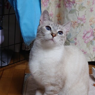 瞳の綺麗なシャム系のMIX　ブルー