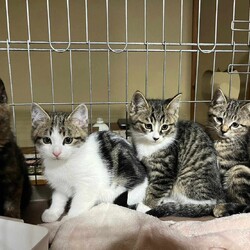 in春日井市☆子猫が40匹～の臨時譲渡会☆子猫大祭☆2023年11月23日（木）～ ちーむにゃいんず