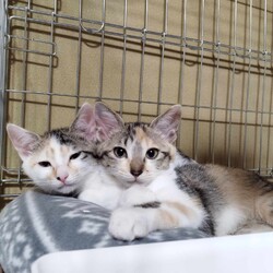 in瀬戸市☆子猫が40匹～の譲渡会☆子猫大祭！☆2023年11月26日（日）～ちーむにゃいんず