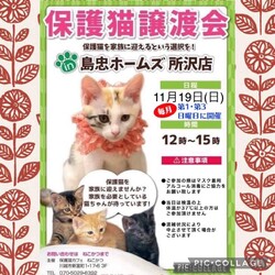 11月19日（日）島忠ホームズ所沢店譲渡会！