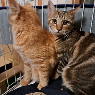 ブラウンアメショ柄６か月女の子避妊手術済みべた慣れ