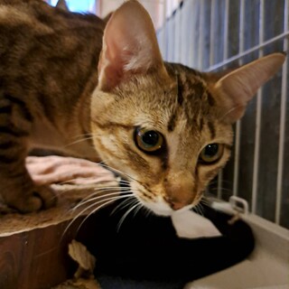 アメショミックス麦わら６か月女の子べた慣れ