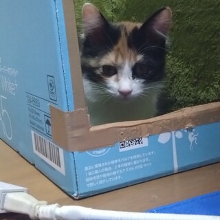 ずっとのおうち探してまーす。