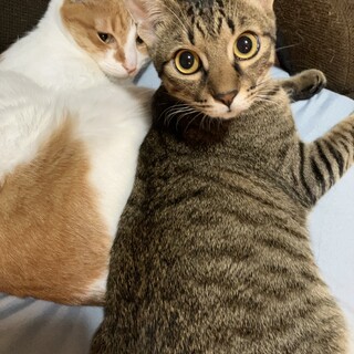 甘えん坊のきじとら男子の里親さんを募集してます！