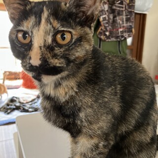 人懐こいサビ猫ちゃんの里親さんを募集しています！！