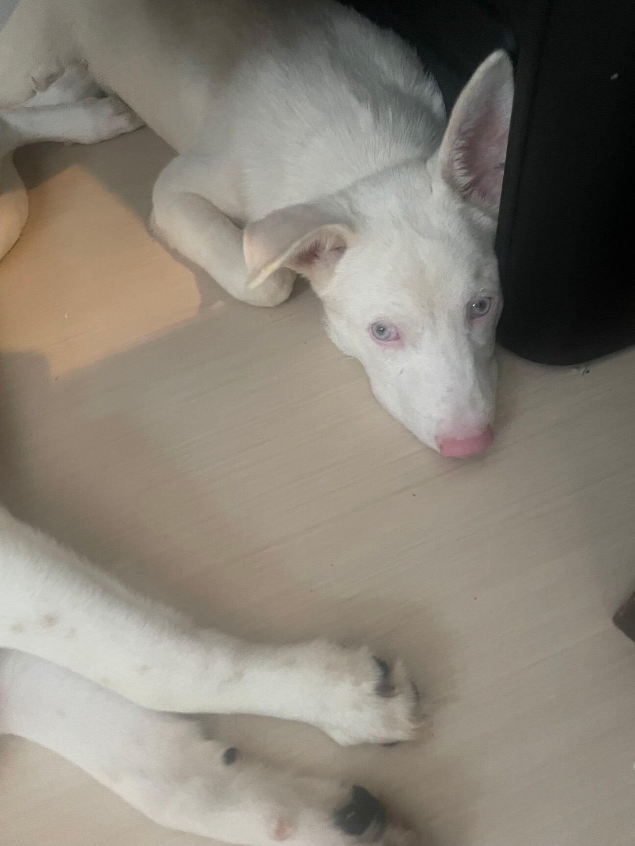 「アルビノ男の子」東京都 - 犬の里親募集(476717) 1枚目の画像 :: ペットのおうち【里親決定25万頭!】