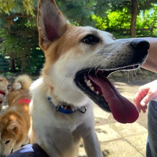 素敵なご縁がありました。小柄で優しい男の子