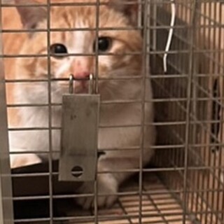 仲良しご夫婦宅へ決定！　2〜3才雄茶白