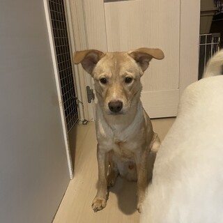 素敵なご縁がありましたビビリだけど甘えん坊さん