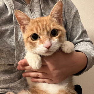 【11/19譲渡会】もちきんちゃくくん